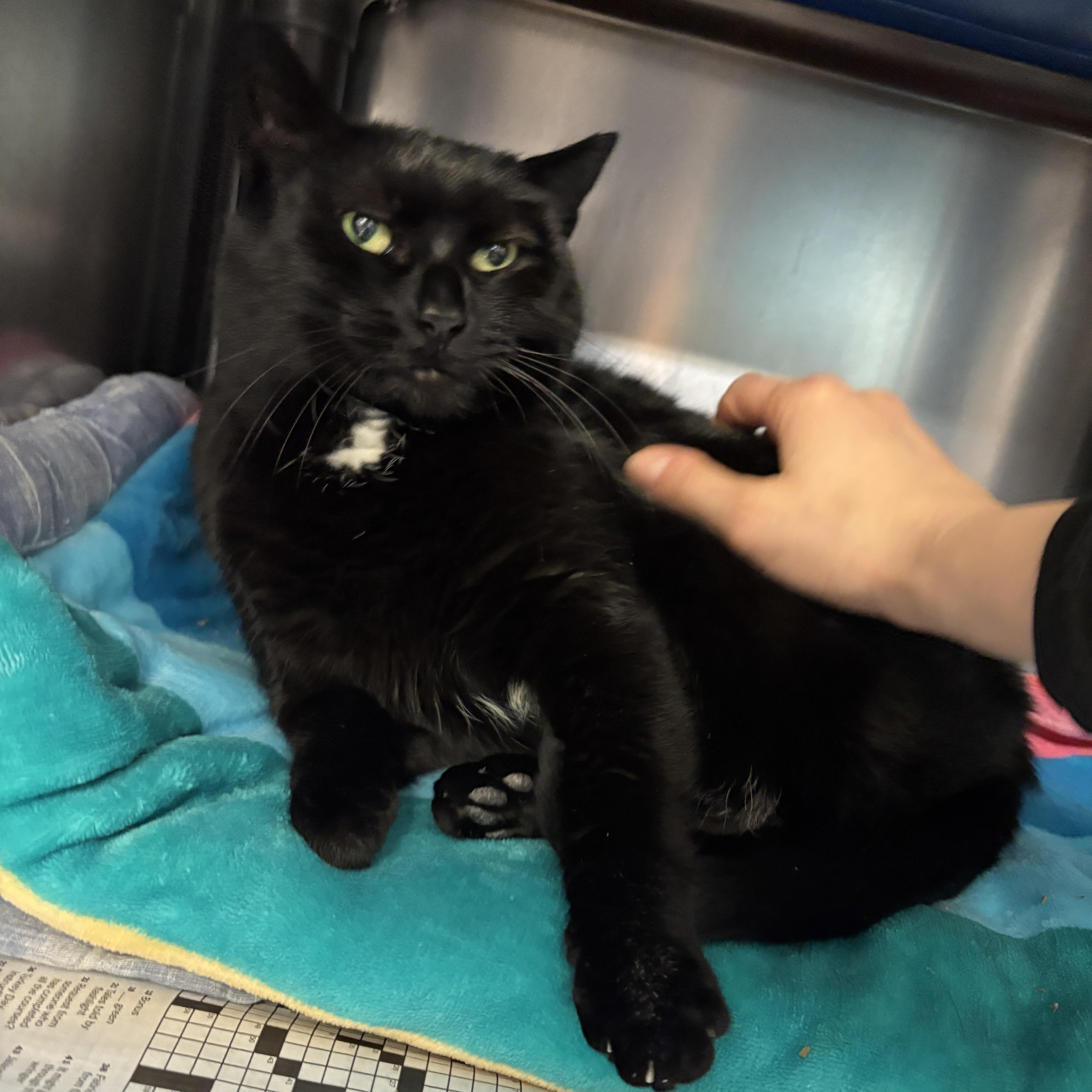 Enlarge Sheeley, a ADOPTABLE Domestic Short Hair in Beacon, NY image 4/6