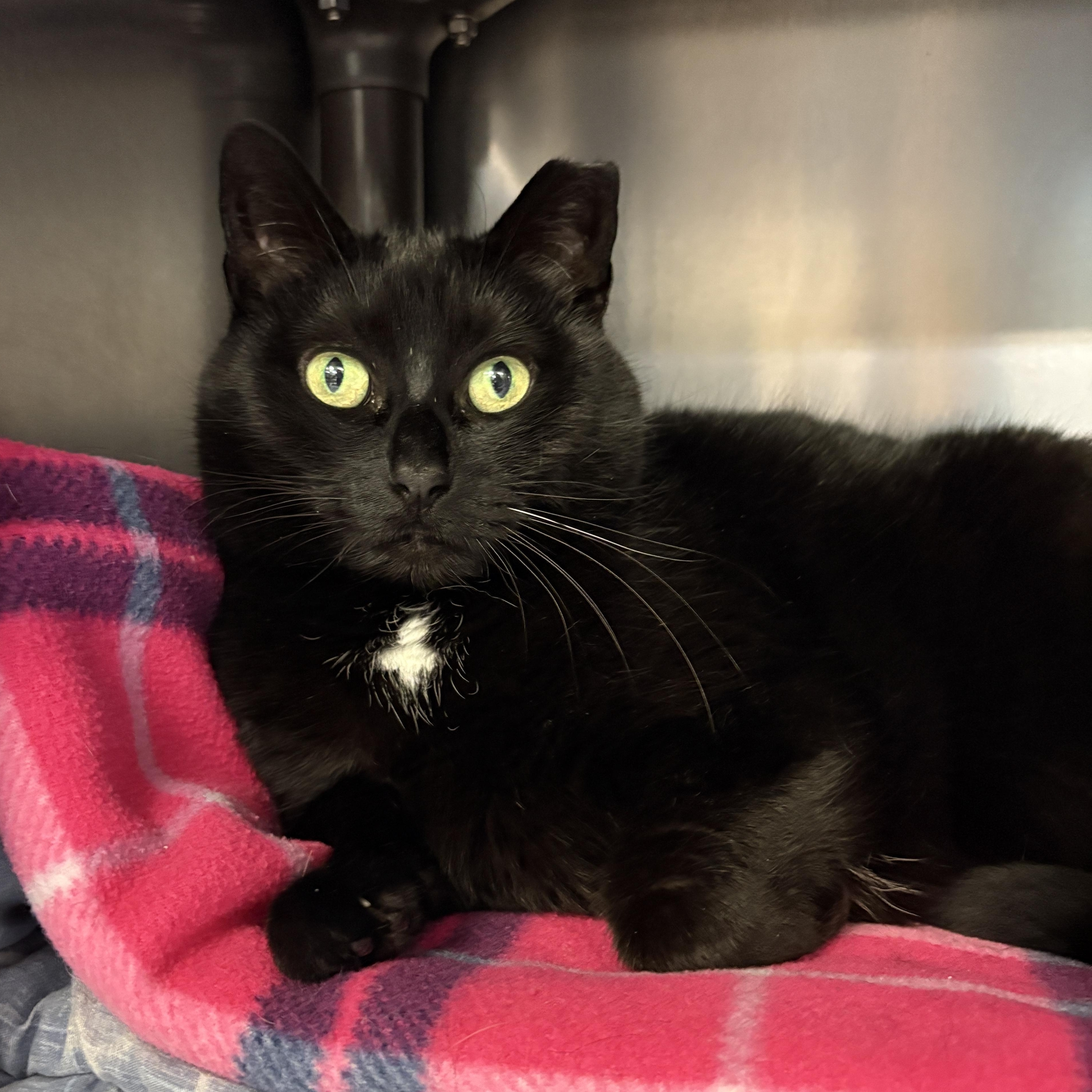 Enlarge Sheeley, a ADOPTABLE Domestic Short Hair in Beacon, NY image 2/6