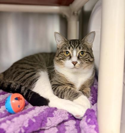 Enlarge Simba, a Adoptable mixed breed in Madison, NJ image 1/1