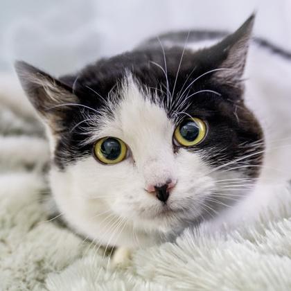 Selenite, Adoptable, Adult Male Domestic Short Hair & Domestic Short Hair.
