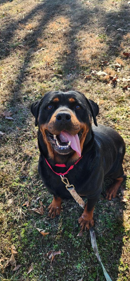 Enlarge Tonya, a Adopted Rottweiler in Lincoln, NE image 1/1