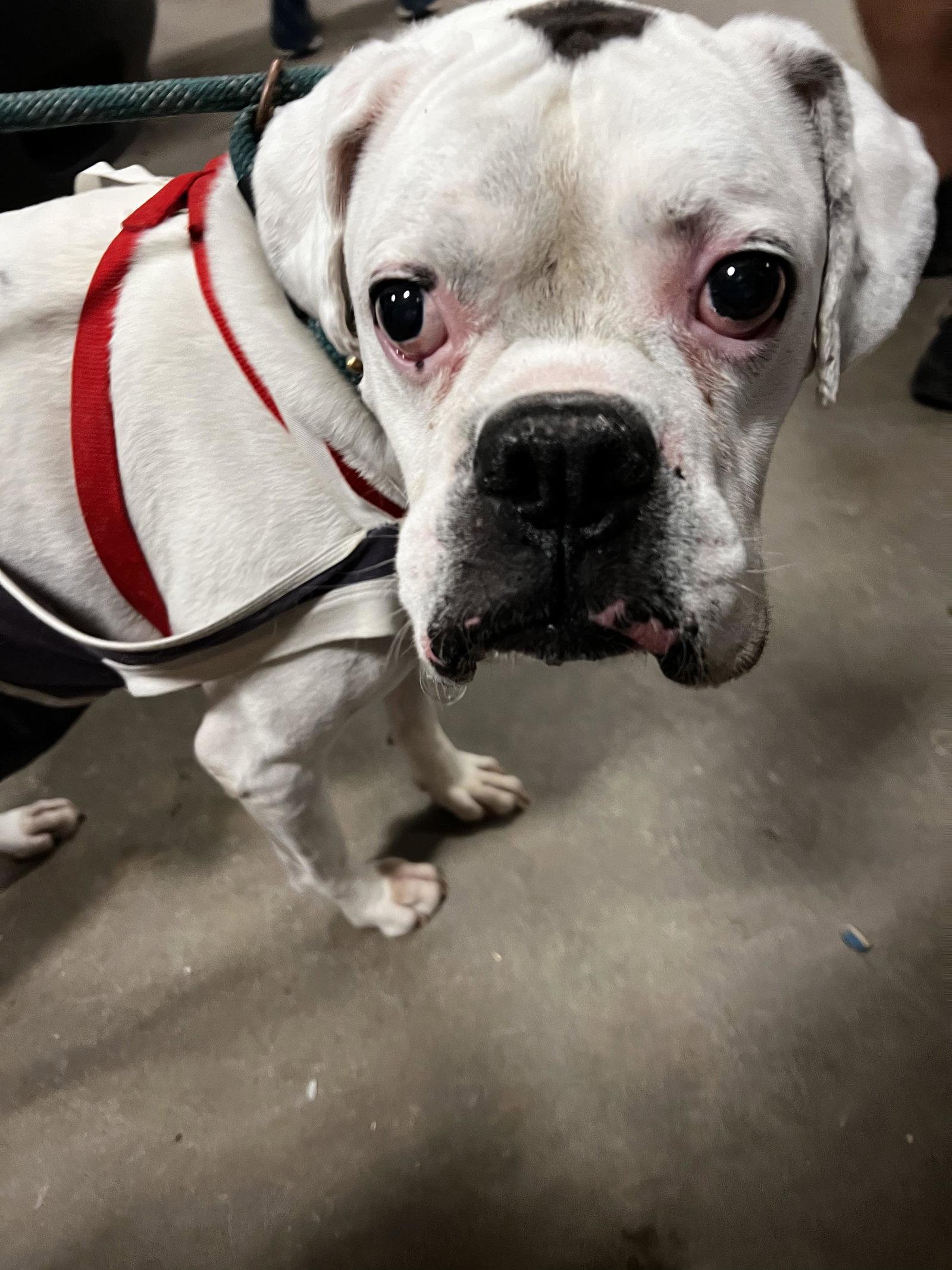 Oscar, Adopted, Senior Male Boxer.
