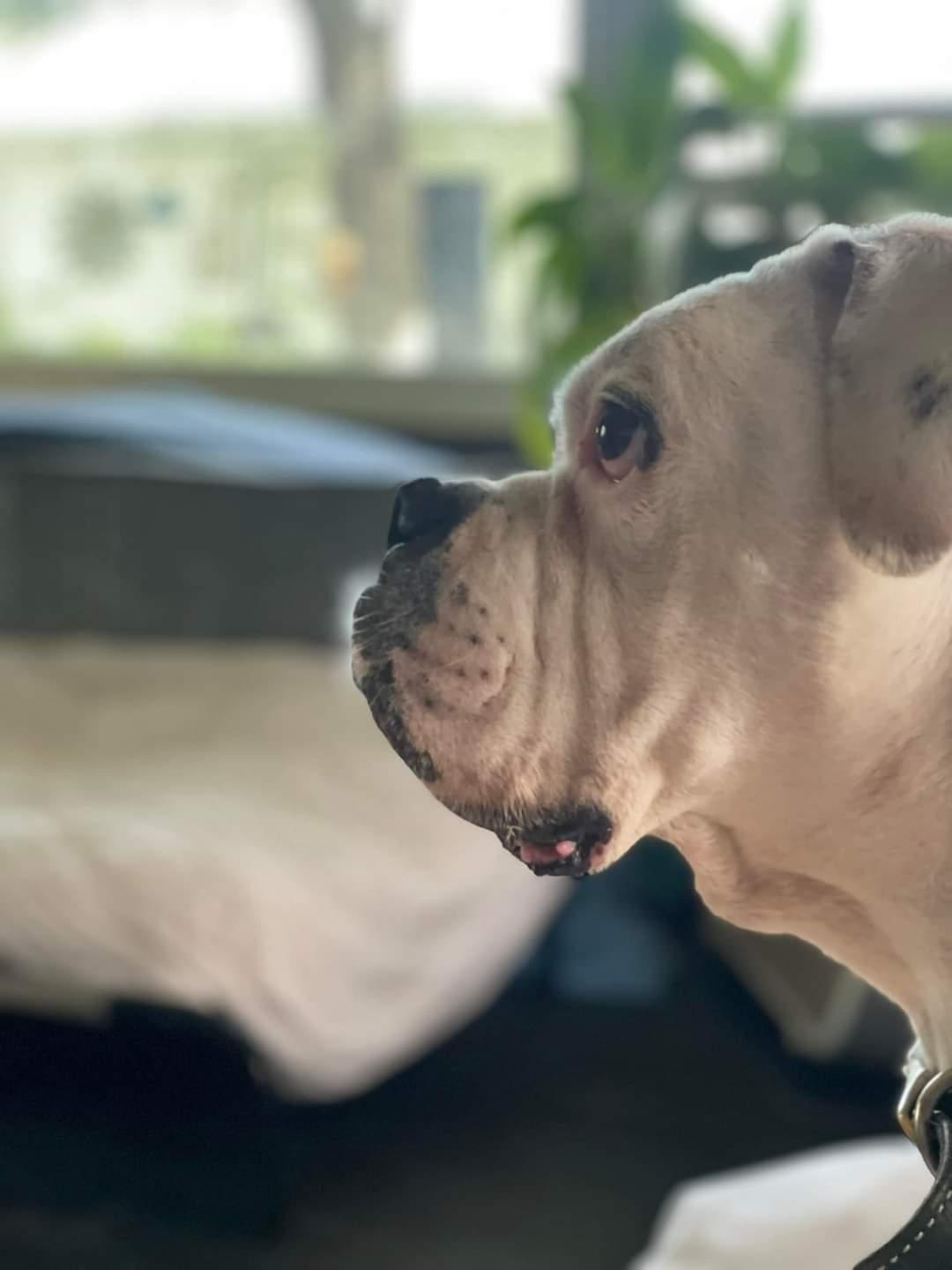 Enlarge Oscar, a Adopted Boxer in Woodbury, MN image 2/3