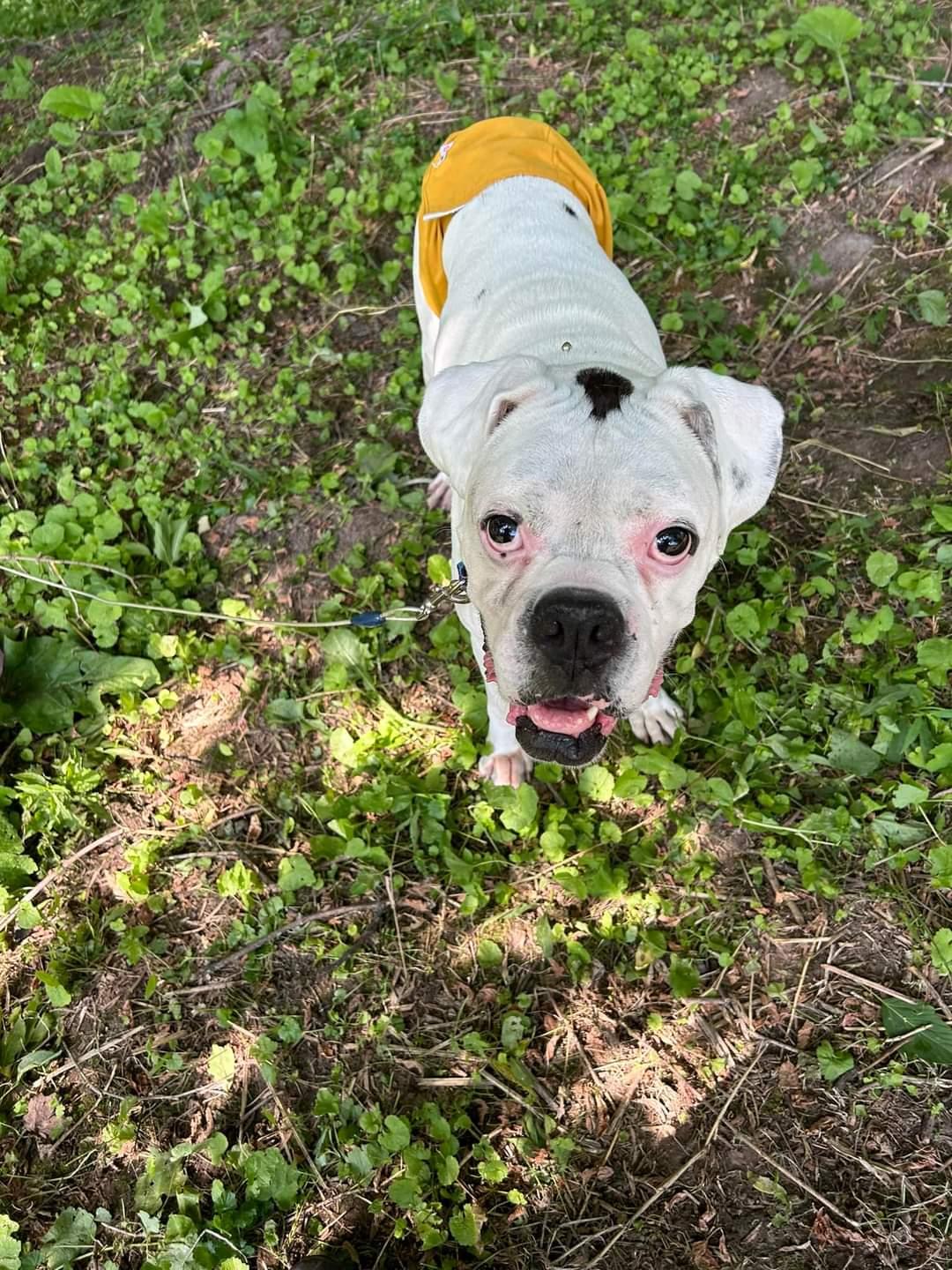 Enlarge Oscar, a Adopted Boxer in Woodbury, MN image 3/3