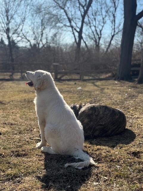 Enlarge Lincoln, an adopted mixed breed in Chicago, IL image 3/6