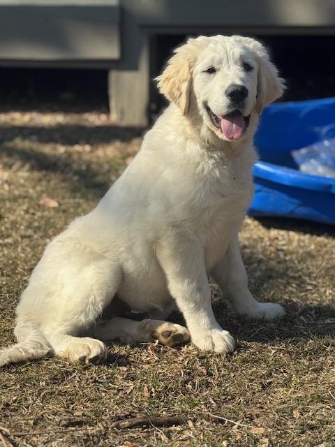 Lincoln, adopted, Young Male Great Pyrenees.