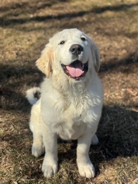 Enlarge Lincoln, an adopted mixed breed in Chicago, IL image 2/6