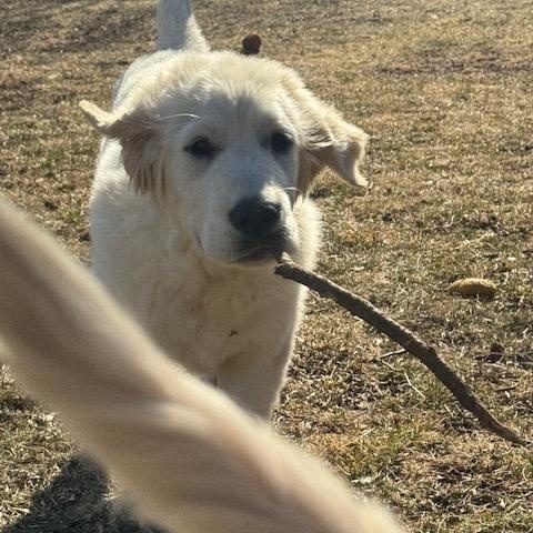 Enlarge Lincoln, an adopted mixed breed in Chicago, IL image 4/6