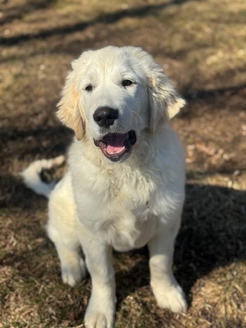 Enlarge Lincoln, an adopted mixed breed in Chicago, IL image 5/6