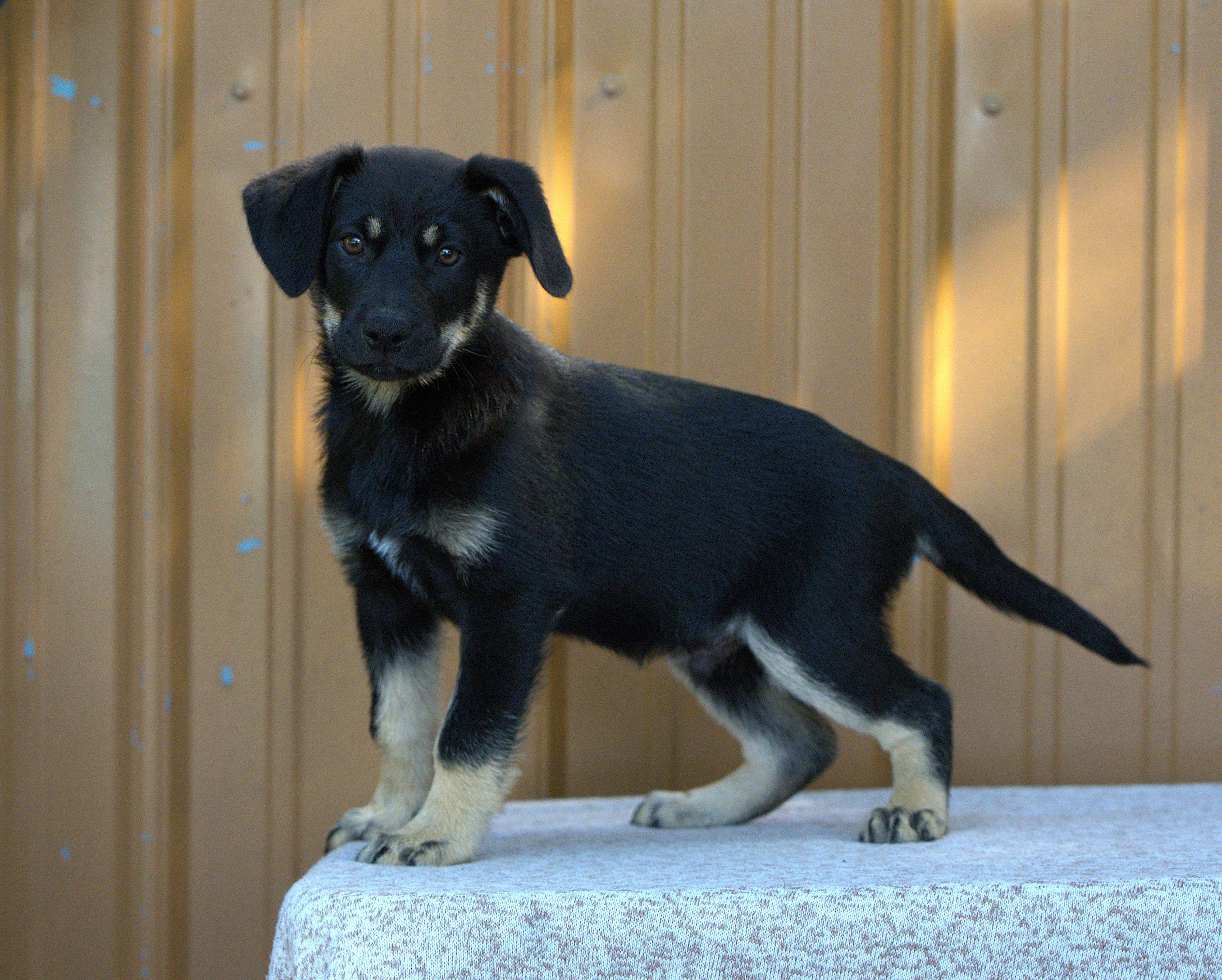 Enlarge Bob Dylan, a Adoptable Mixed Breed in Hoquiam, WA image 2/6