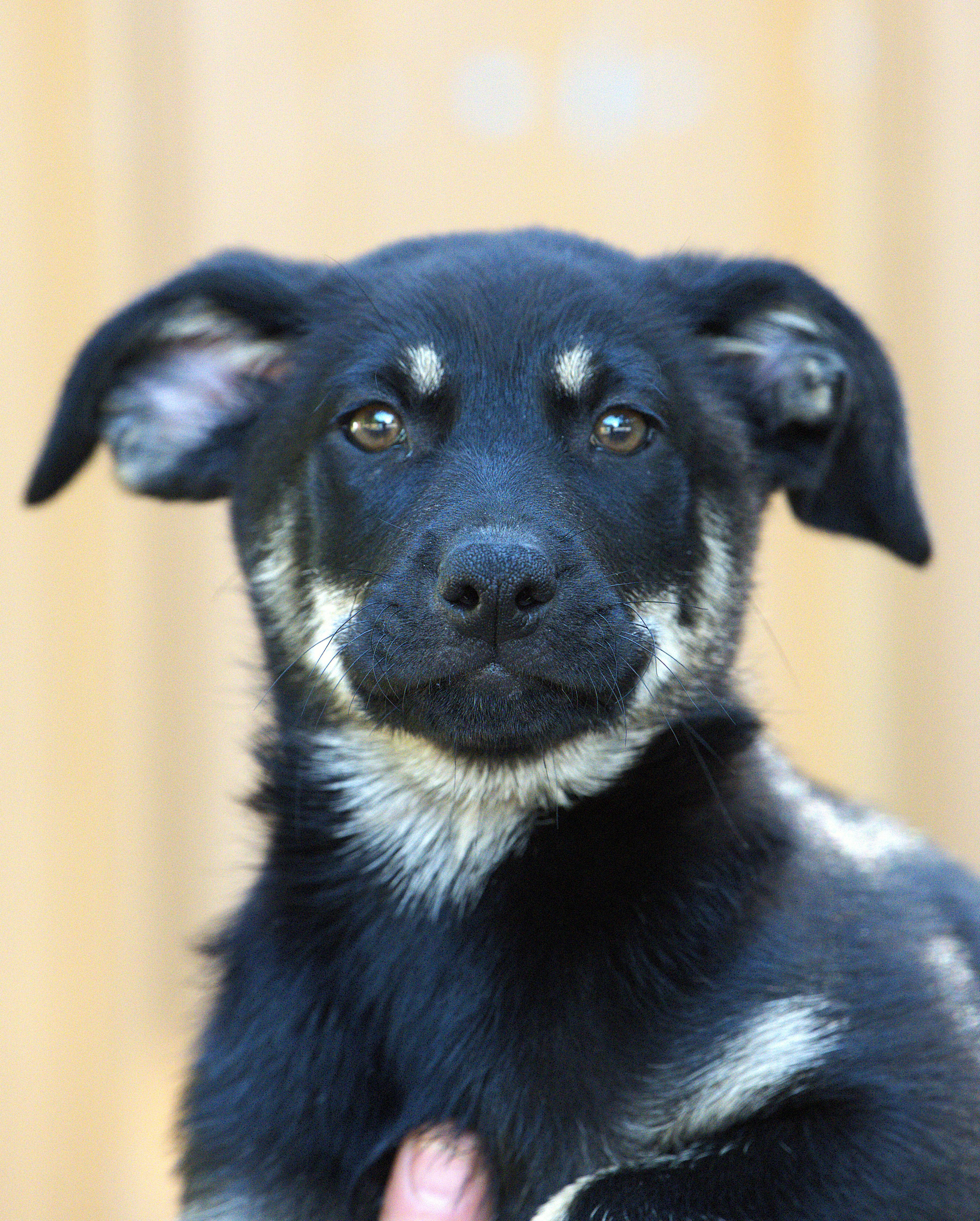 Bob Dylan, Adoptable, Puppy Male Mixed Breed.
