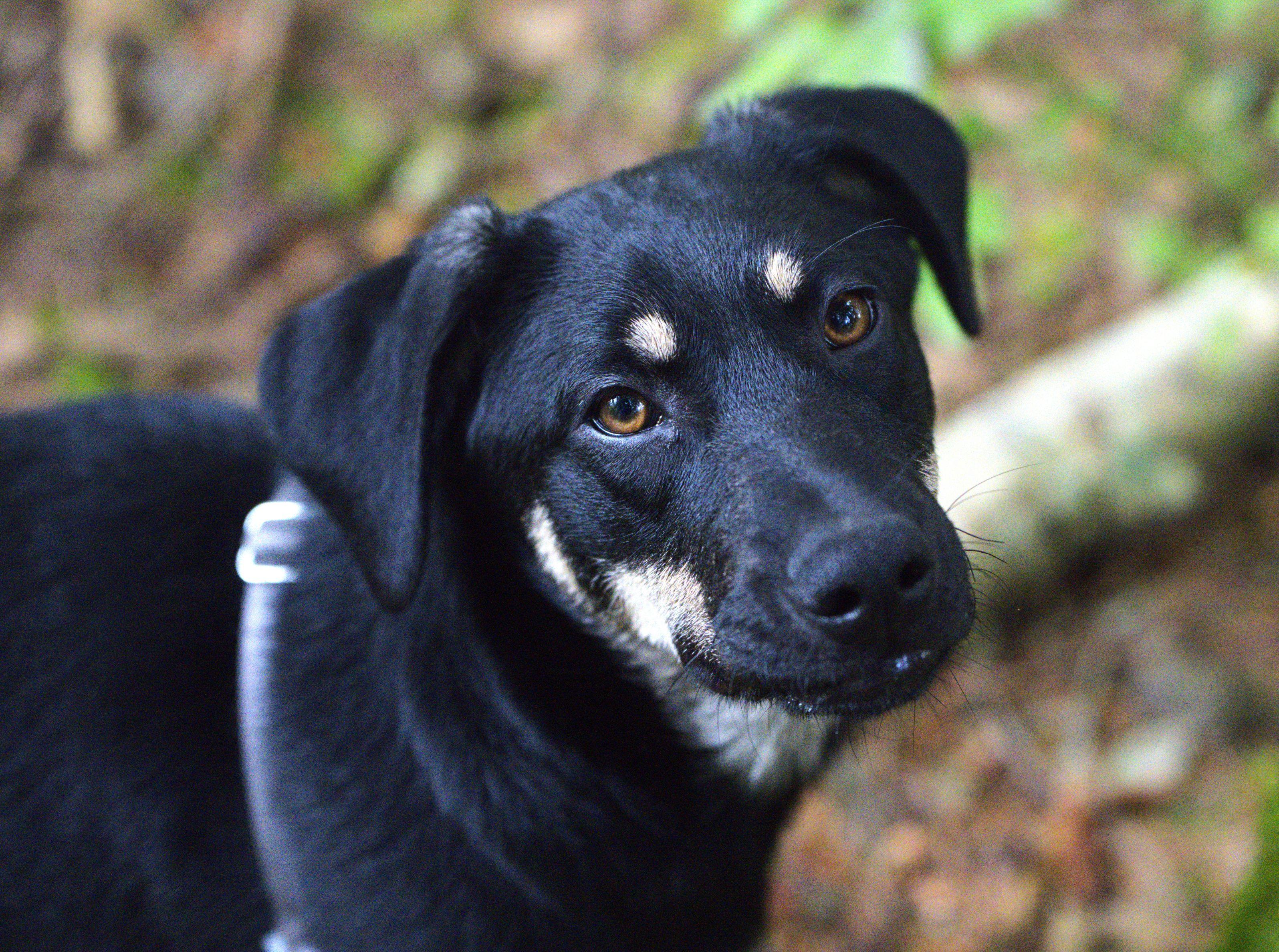 Enlarge Bob Dylan, a Adoptable Mixed Breed in Hoquiam, WA image 1/6