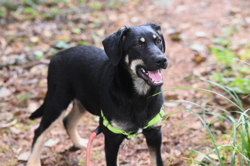 Enlarge Bob Dylan, a Adoptable Mixed Breed in Hoquiam, WA image 2/6