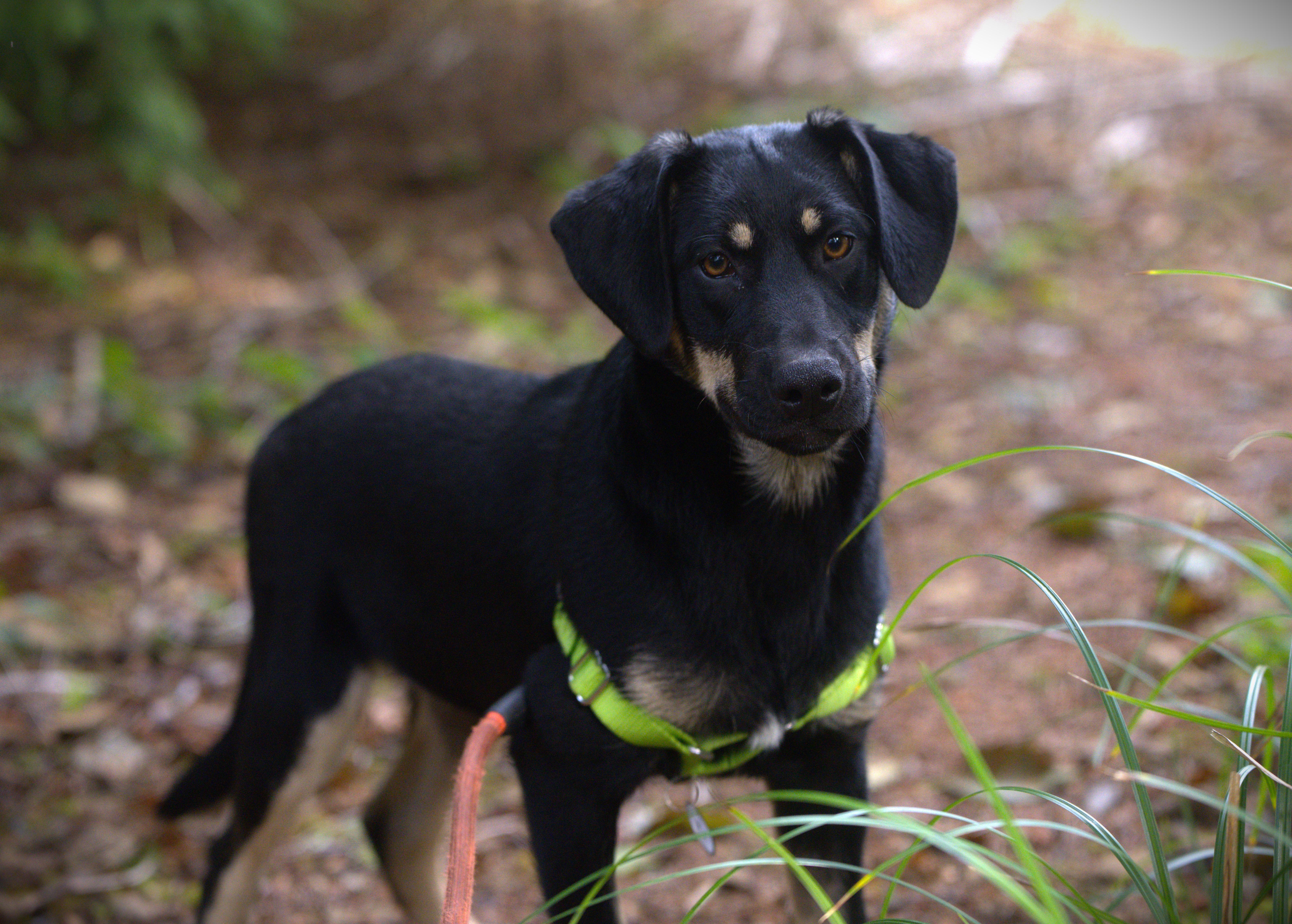 Enlarge Bob Dylan, a Adoptable Mixed Breed in Hoquiam, WA image 3/6