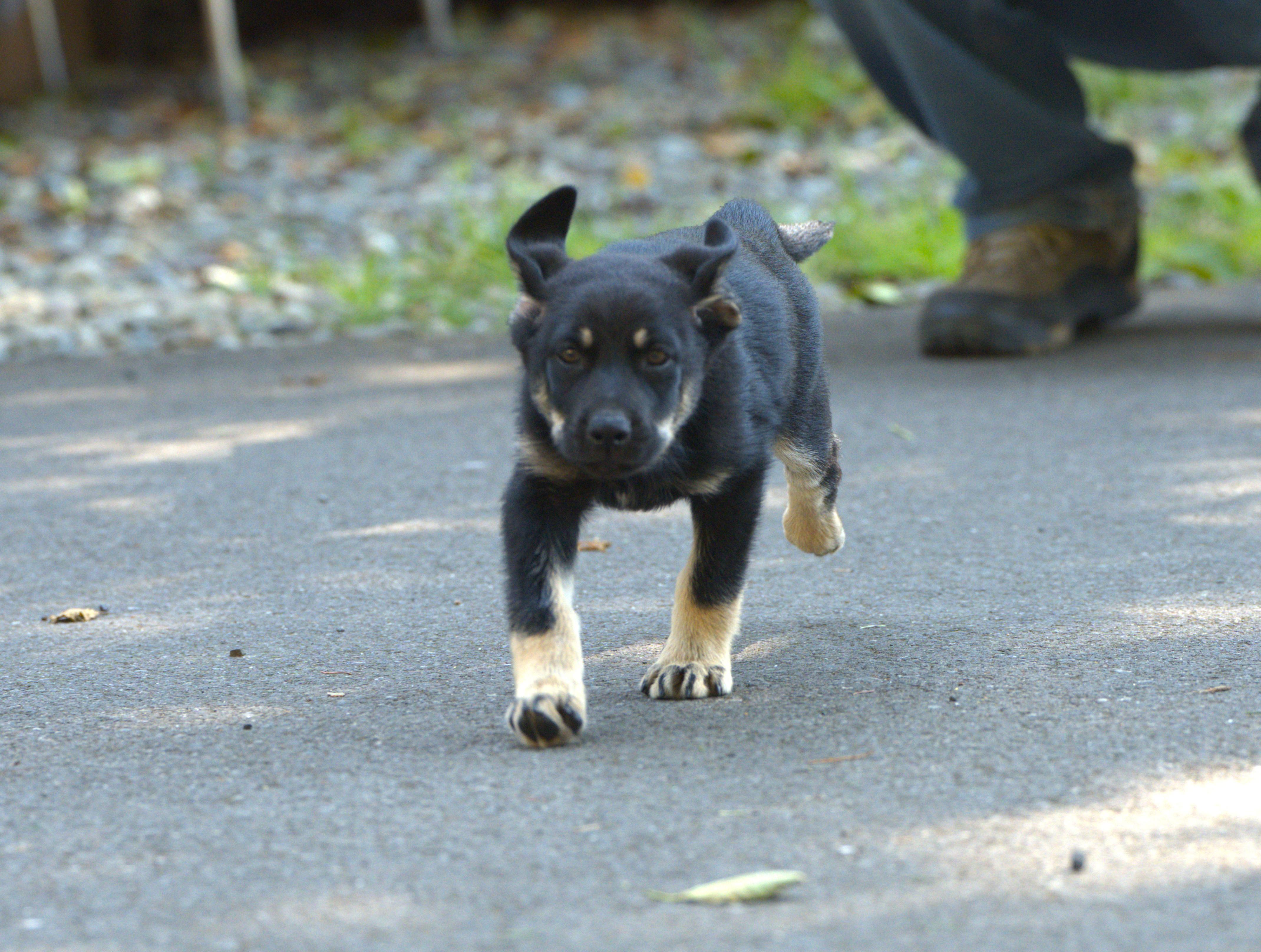 Enlarge Bob Dylan, a Adoptable Mixed Breed in Hoquiam, WA image 4/6