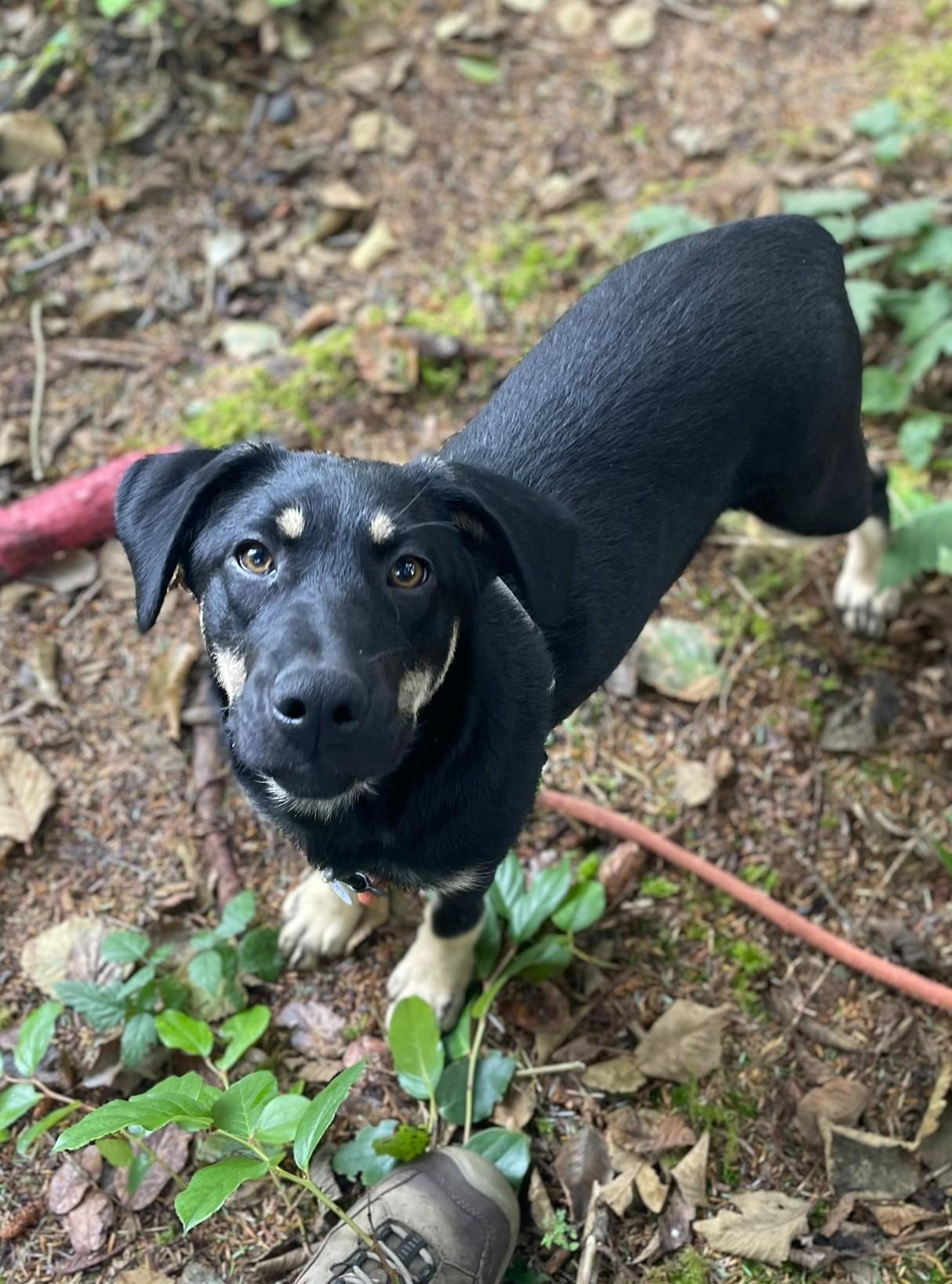Enlarge Bob Dylan, a Adoptable Mixed Breed in Hoquiam, WA image 4/6