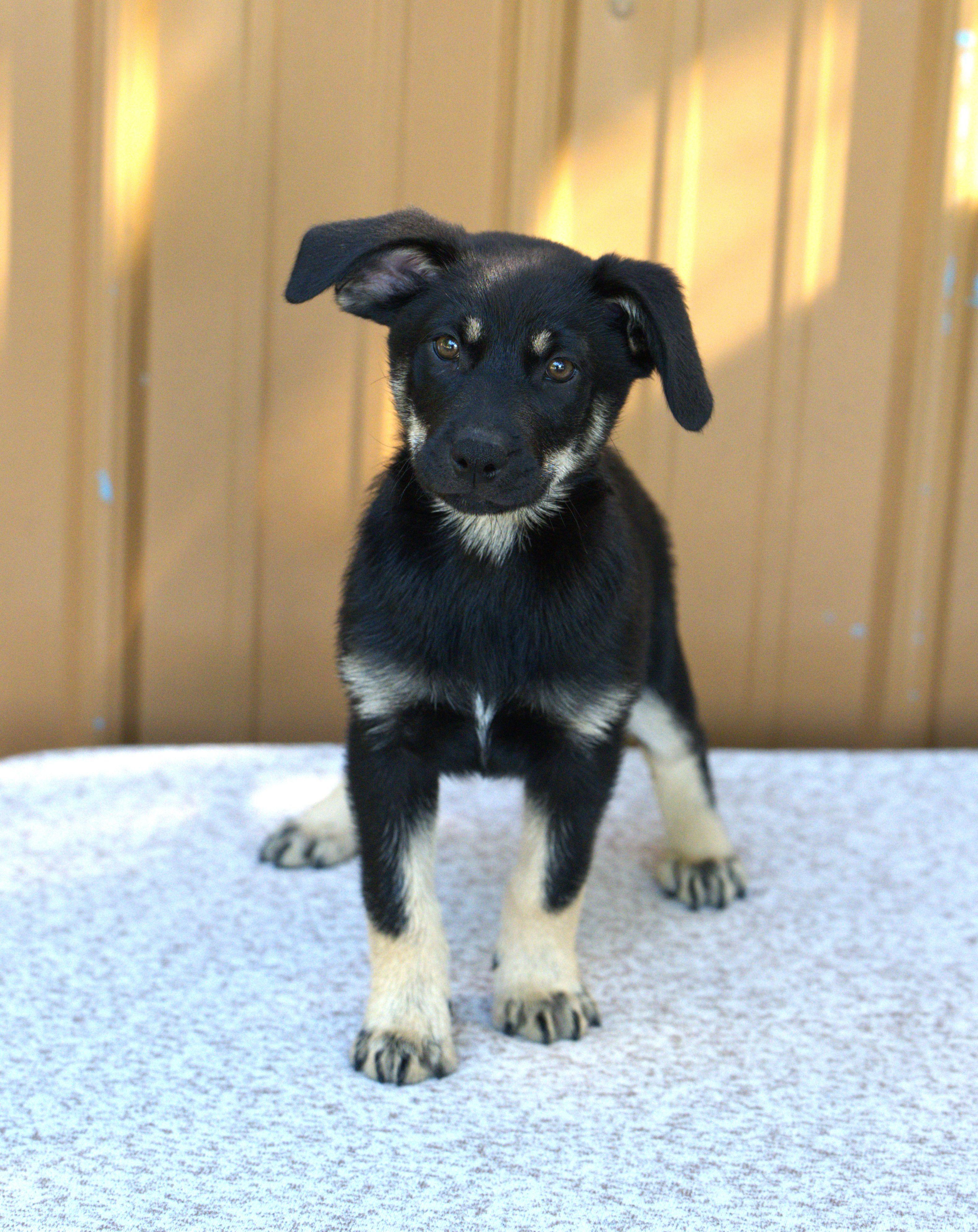 Enlarge Bob Dylan, a Adoptable Mixed Breed in Hoquiam, WA image 3/6