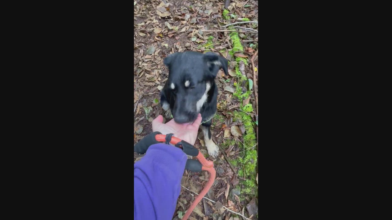 Enlarge Bob Dylan, a Adoptable Mixed Breed in Hoquiam, WA video 5/6