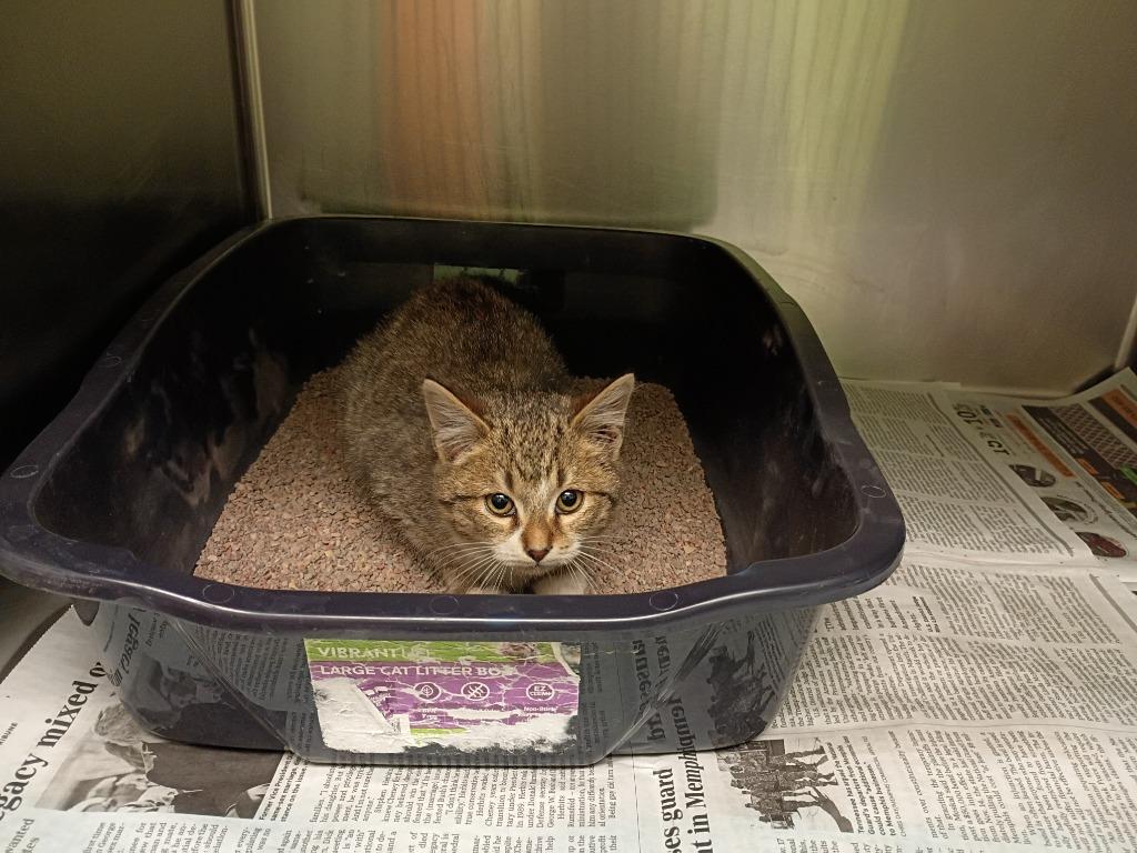 Enlarge Possum, a Adoptable mixed breed in La Porte, IN image 1/1