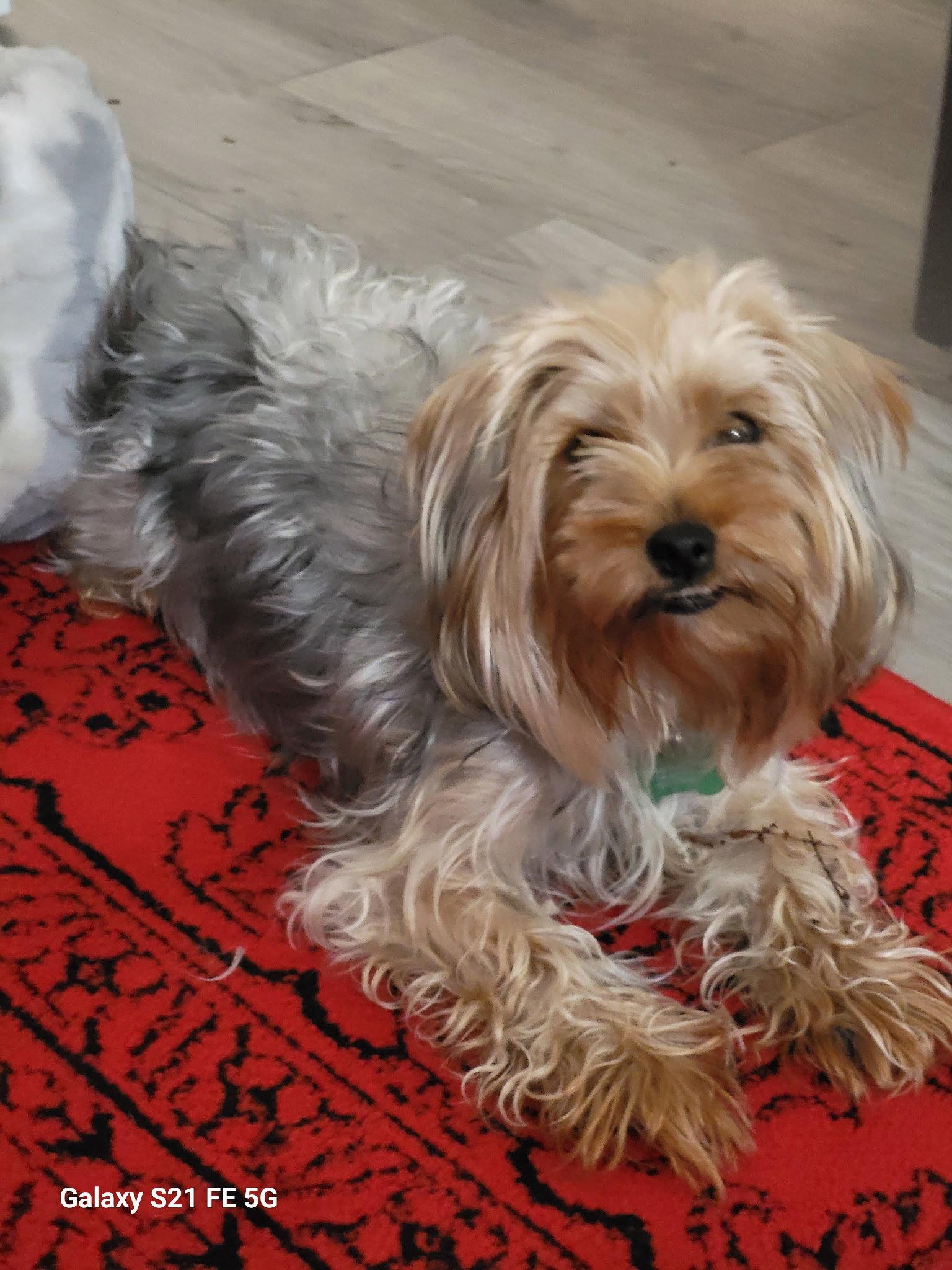 Lady, Adoptable, Young Female Yorkshire Terrier.