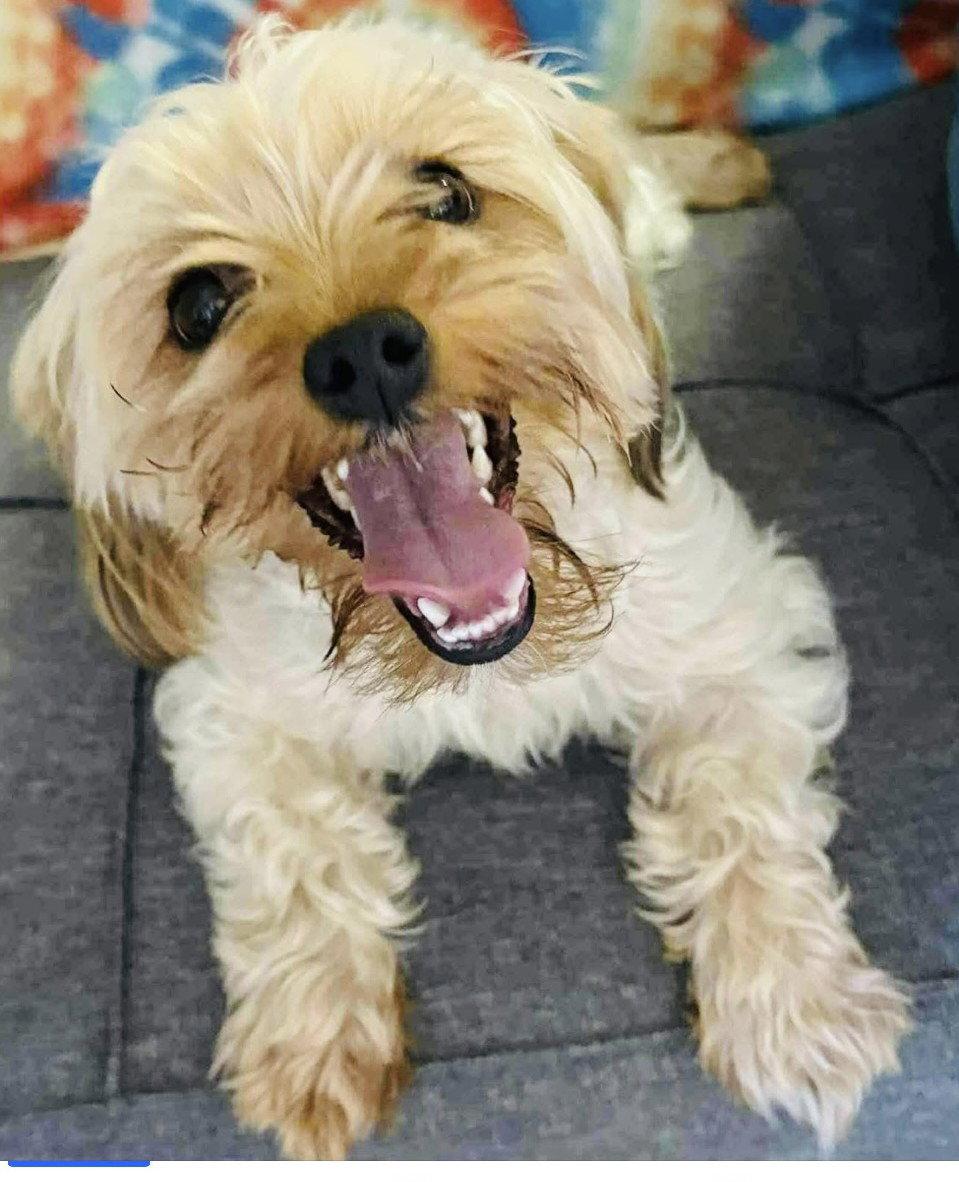 Enlarge Lady, a Adoptable Yorkshire Terrier in Bothell, WA image 2/3
