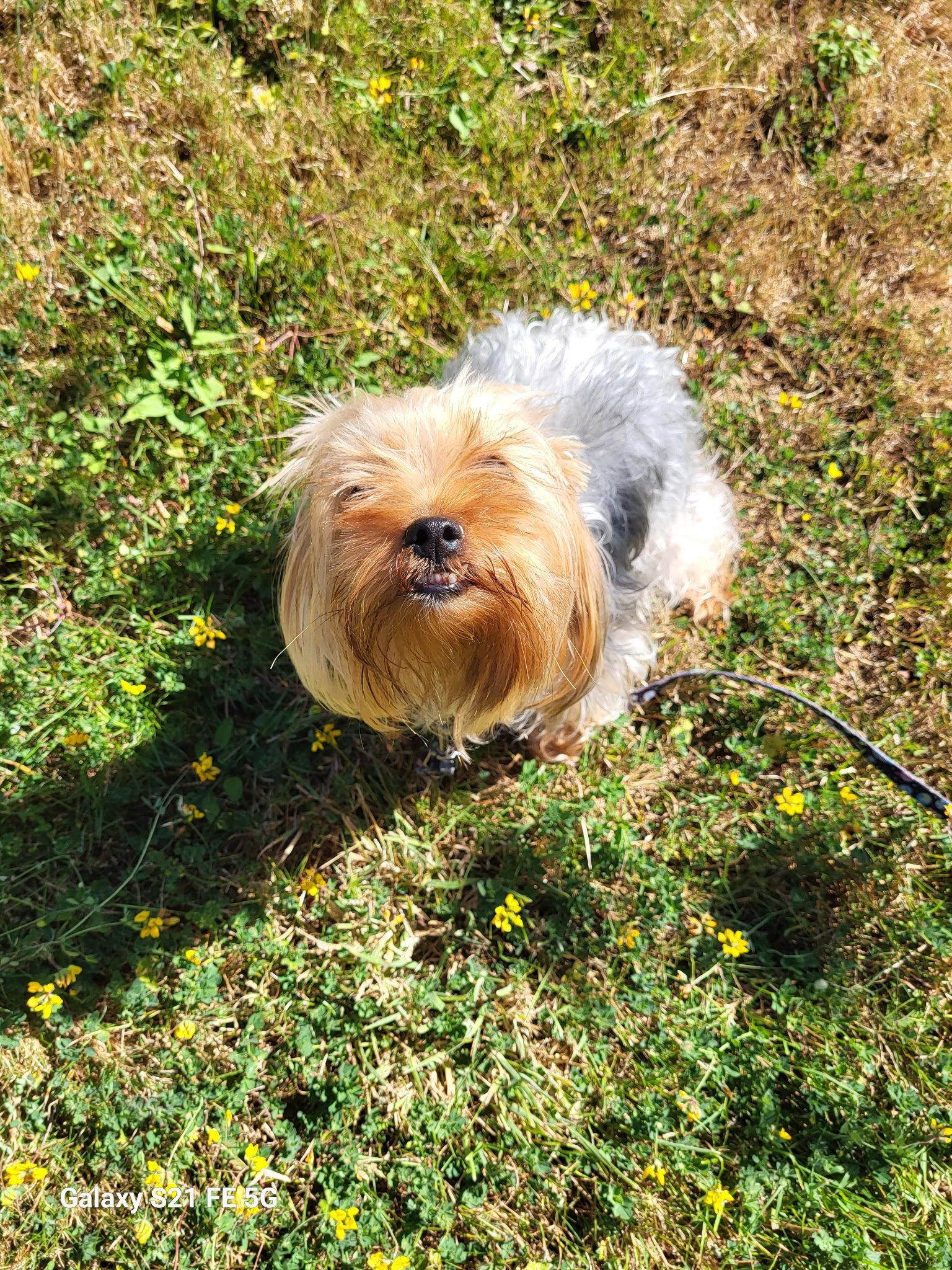 Enlarge Lady, a Adoptable Yorkshire Terrier in Bothell, WA image 3/3