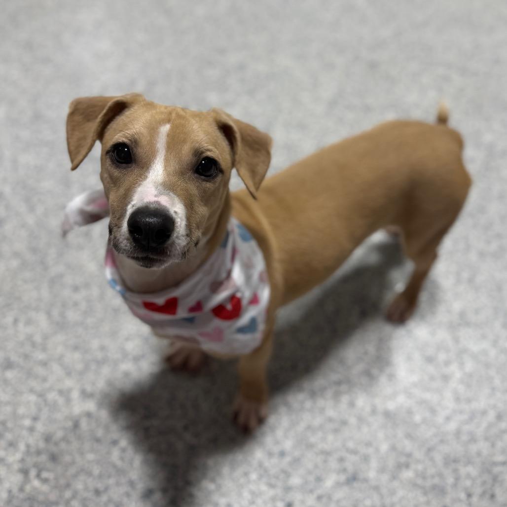 Mattie, Adoptable, Young Female Chihuahua & Dachshund.
