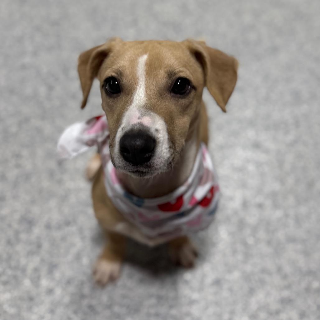 Mattie, a Adoptable mixed breed in Newberg, OR image 3/5