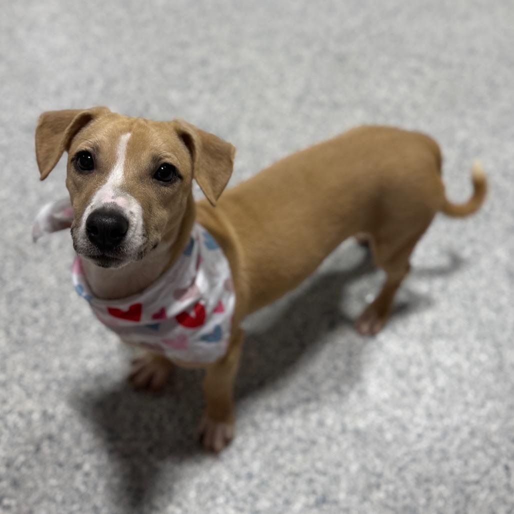 Mattie, a Adoptable mixed breed in Newberg, OR image 4/5