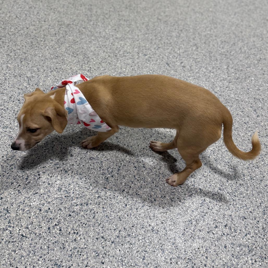 Mattie, a Adoptable mixed breed in Newberg, OR image 5/5