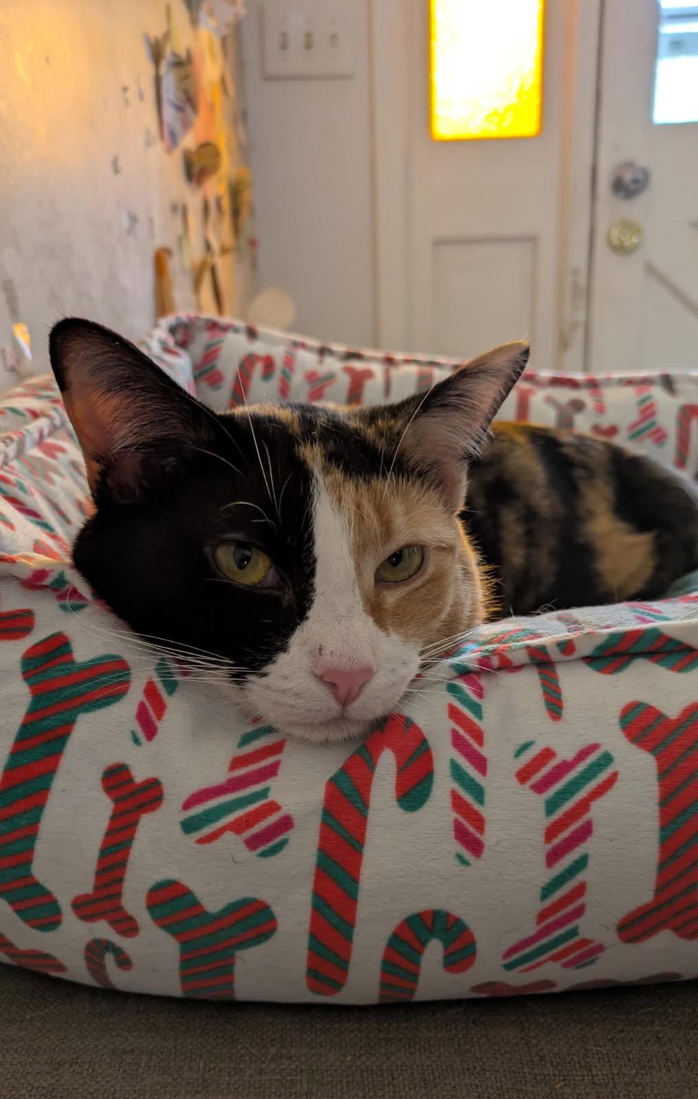 Mermaid, Adoptable, Adult Female Domestic Short Hair.