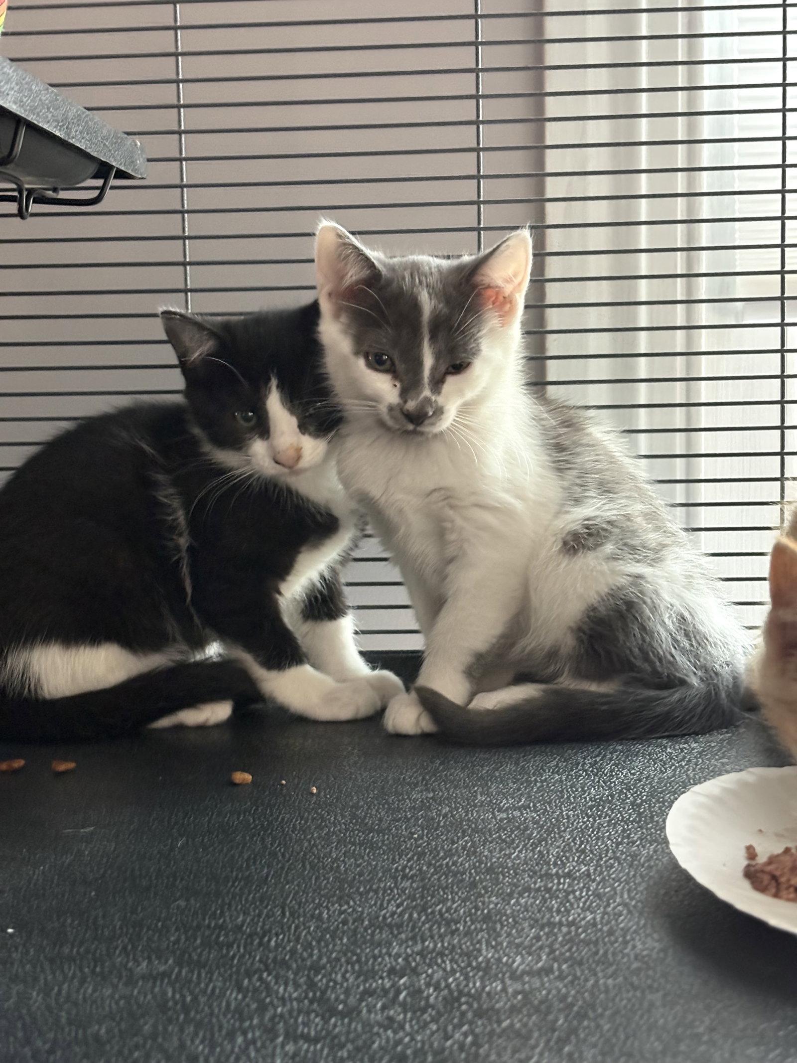Dolly, Adoptable, Kitten Female Domestic Short Hair.