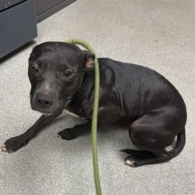MAINE, Adoptable, Adult Female Labrador Retriever & Pit Bull Terrier.
