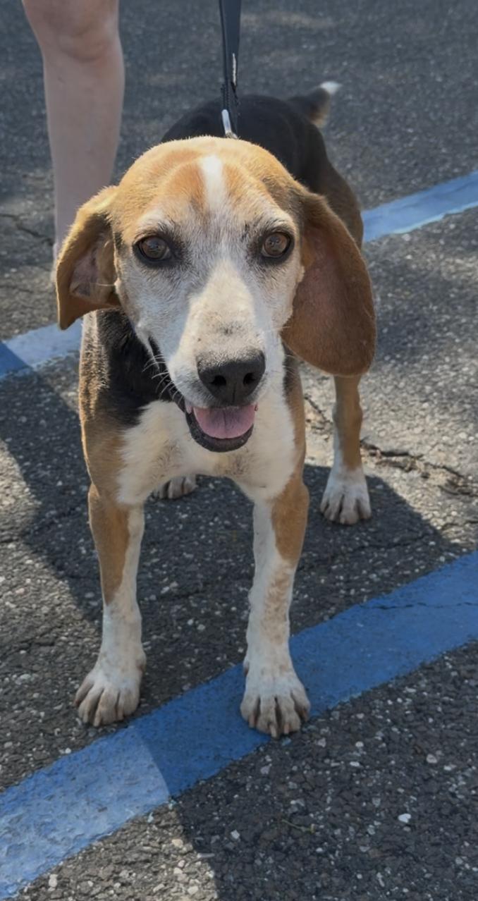 Elvis, adopted, Senior Male Beagle.