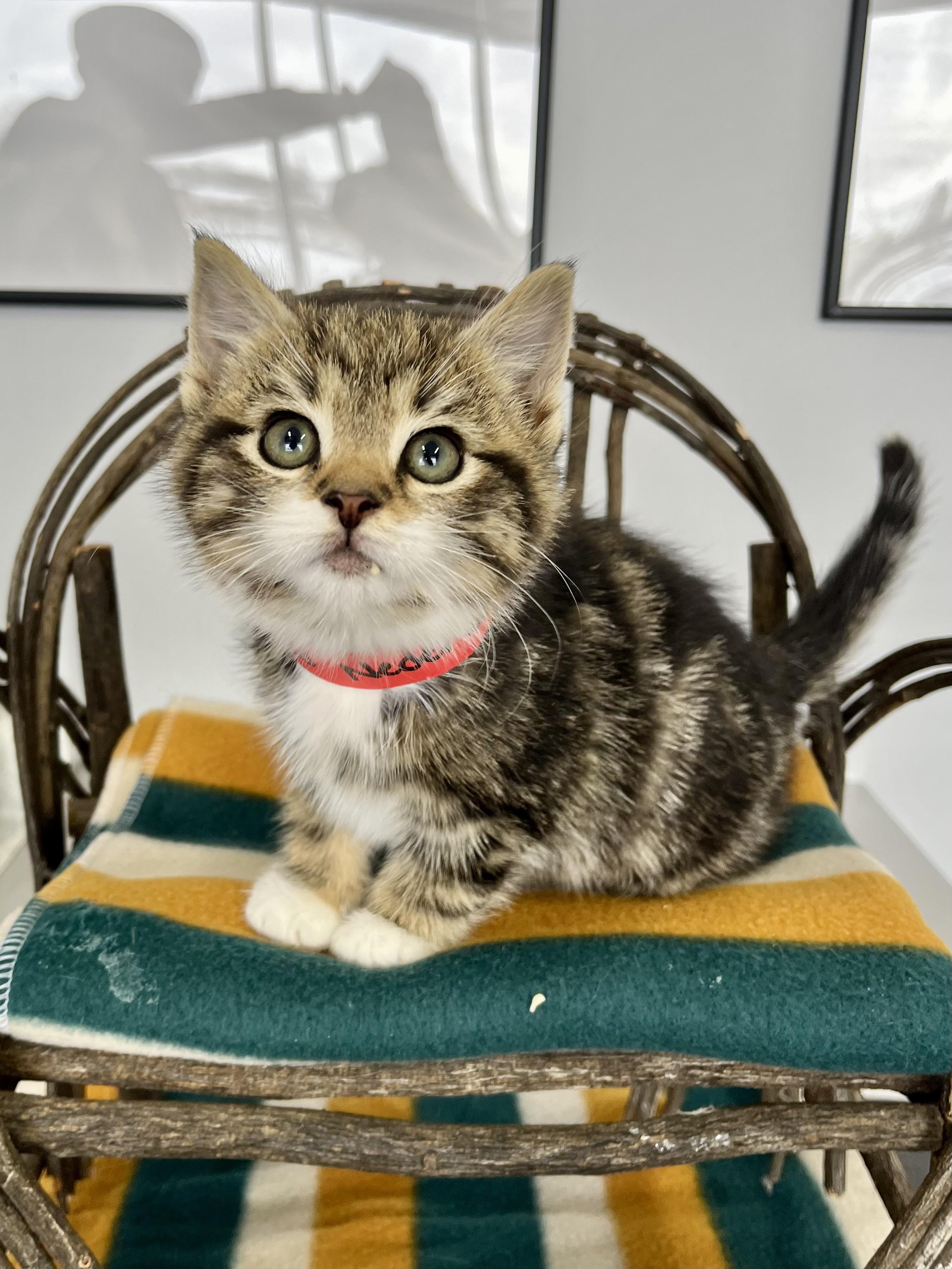 Enlarge Ned Nederlander, a ADOPTABLE Domestic Short Hair in Blaine, MN image 1/1