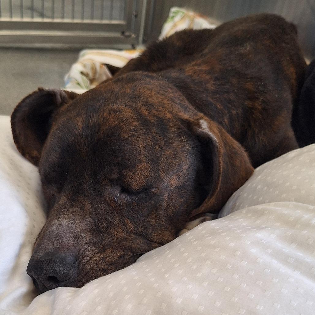 Cowboy, a Adoptable Terrier in Montgomery, AL image 2/2