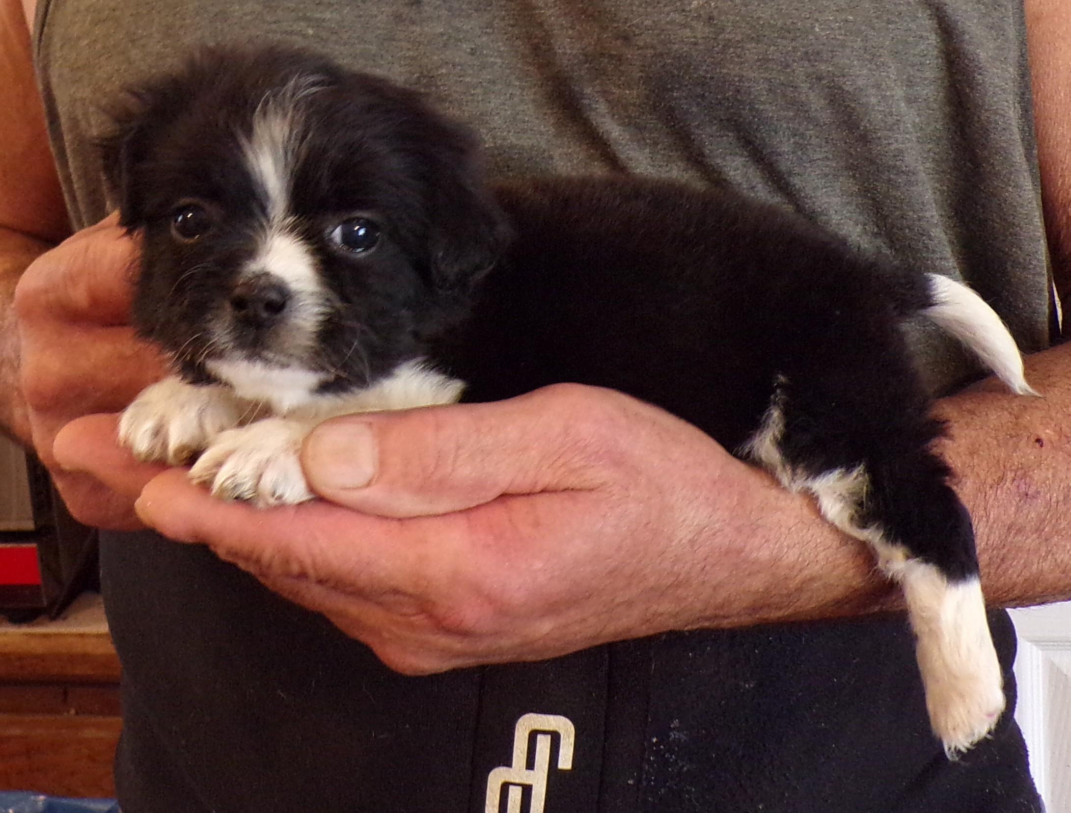 JETT, an adopted mixed breed in Corona, CA image 3/3