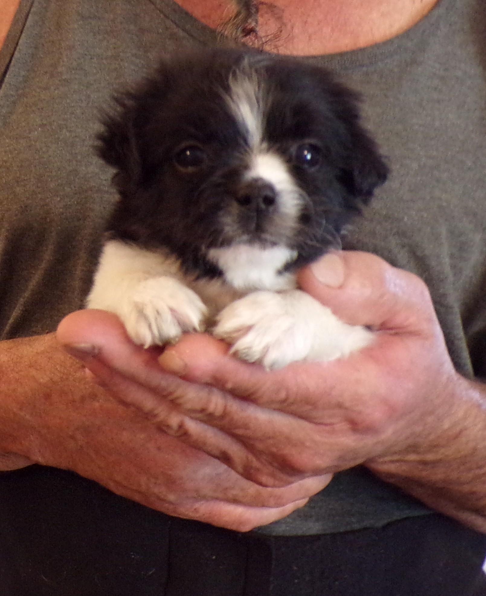 JETT, an adopted mixed breed in Corona, CA image 2/3