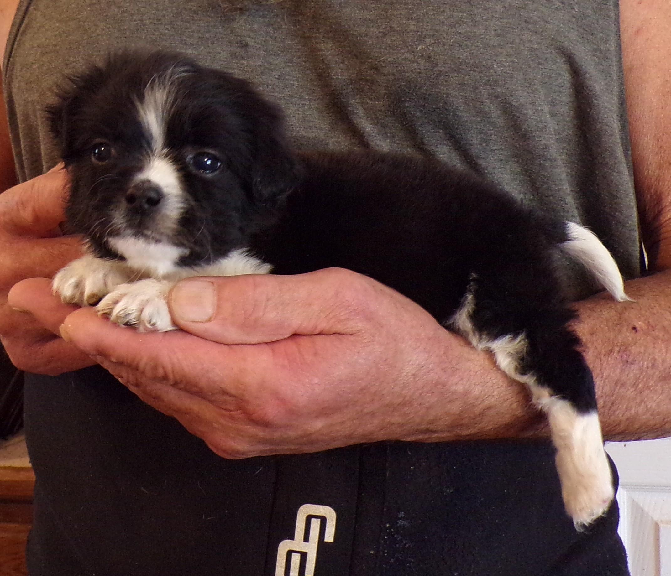JETT, adopted, Puppy Male Shih Tzu & Chihuahua.