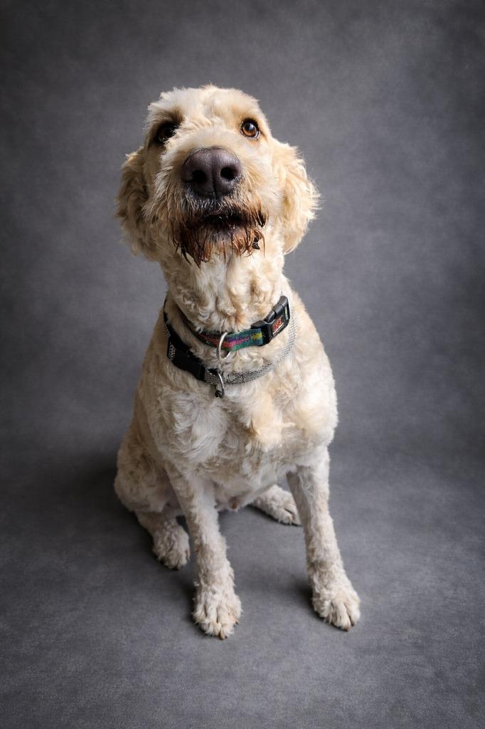 Seamus, Adoptable, Adult Male Golden Retriever & Poodle.