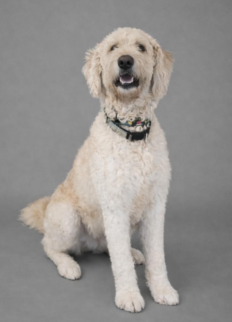 Enlarge Seamus, a Adoptable mixed breed in Hardeeville, SC image 1/1