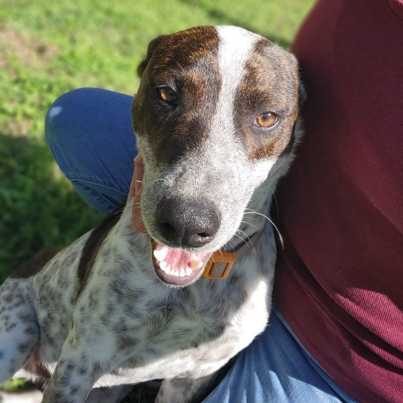 Buddy - CT, a Adopted mixed breed in Bethel, CT image 1/6