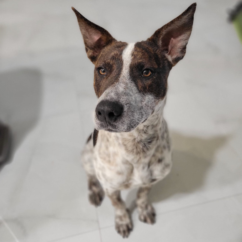 Buddy - CT, a Adopted mixed breed in Bethel, CT image 2/6