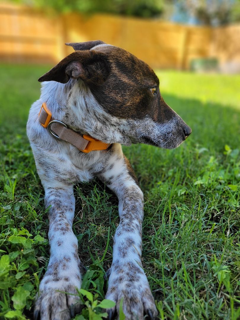 Buddy - CT, a Adopted mixed breed in Bethel, CT image 3/6