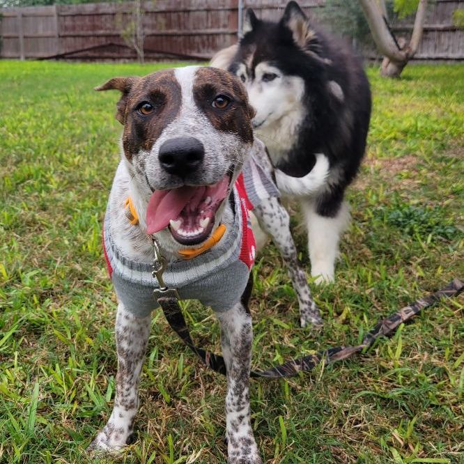 Buddy - CT, a Adopted mixed breed in Bethel, CT image 4/6