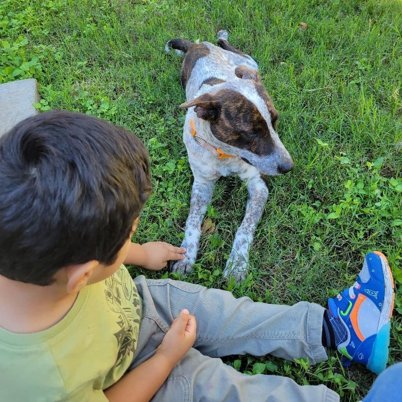 Buddy - CT, a Adopted mixed breed in Bethel, CT image 5/6