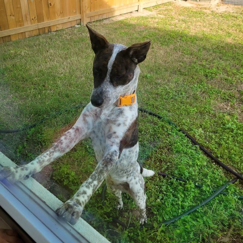 Buddy - CT, a Adopted mixed breed in Bethel, CT image 6/6