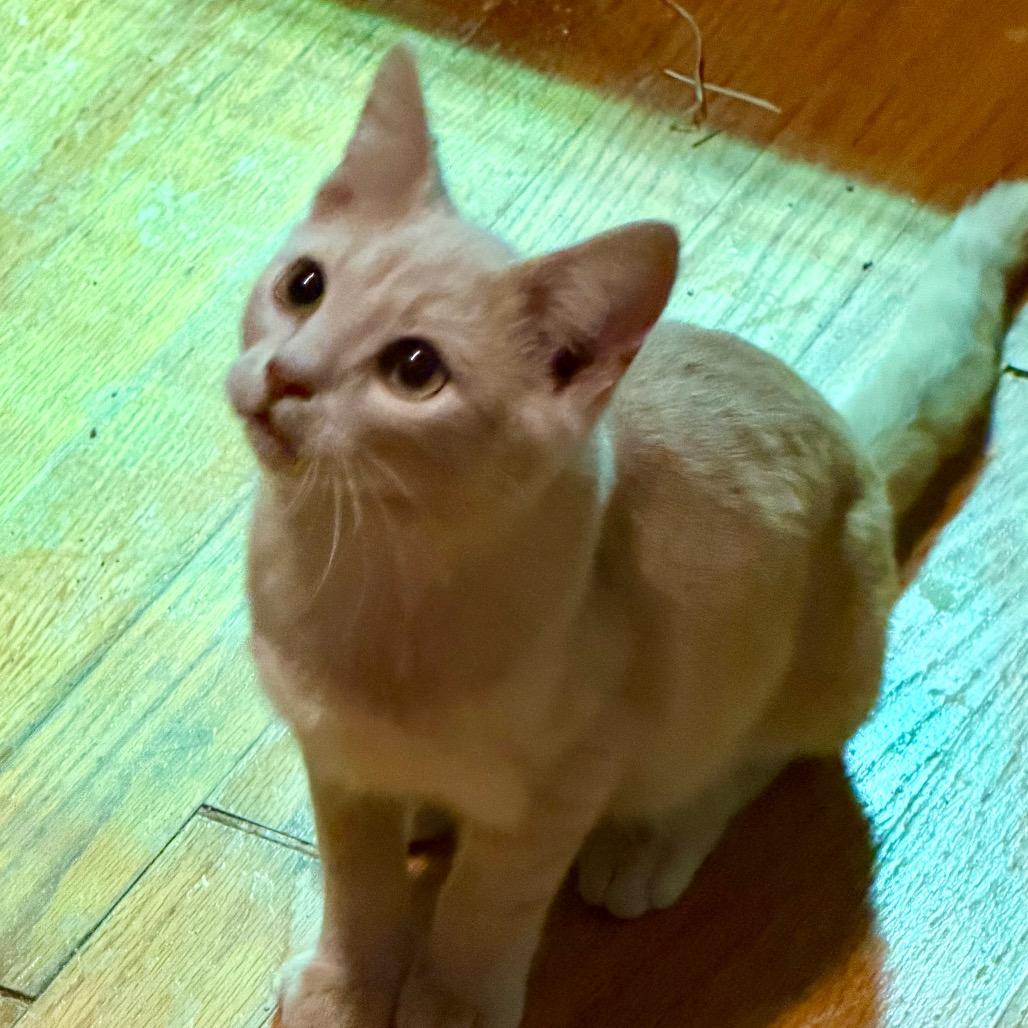 Enlarge Matey, a Adoptable Domestic Short Hair in Kansas City, MO image 1/1