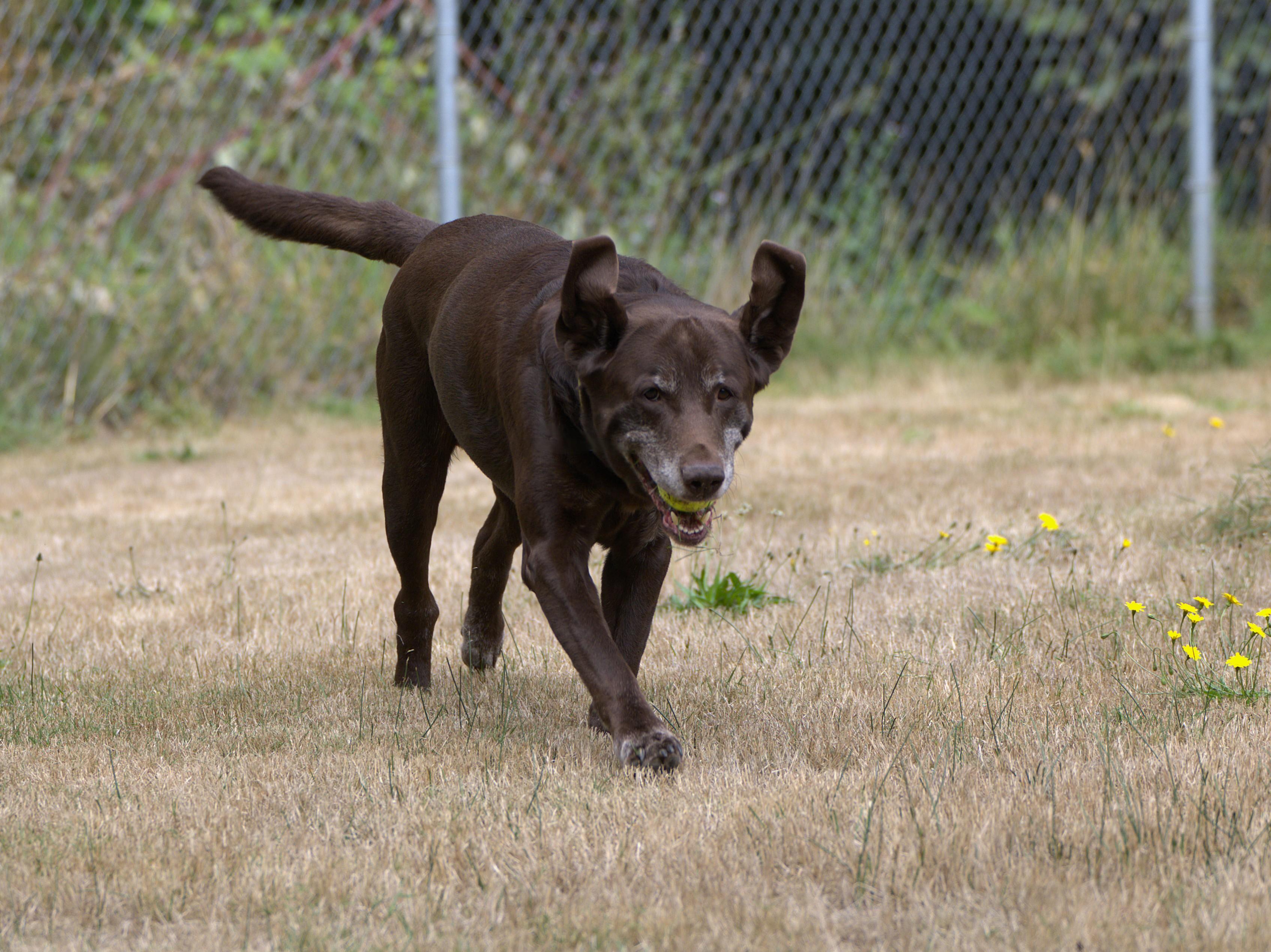Enlarge Bosco, a Adoptable Chocolate Labrador Retriever in Hoquiam, WA image 4/5