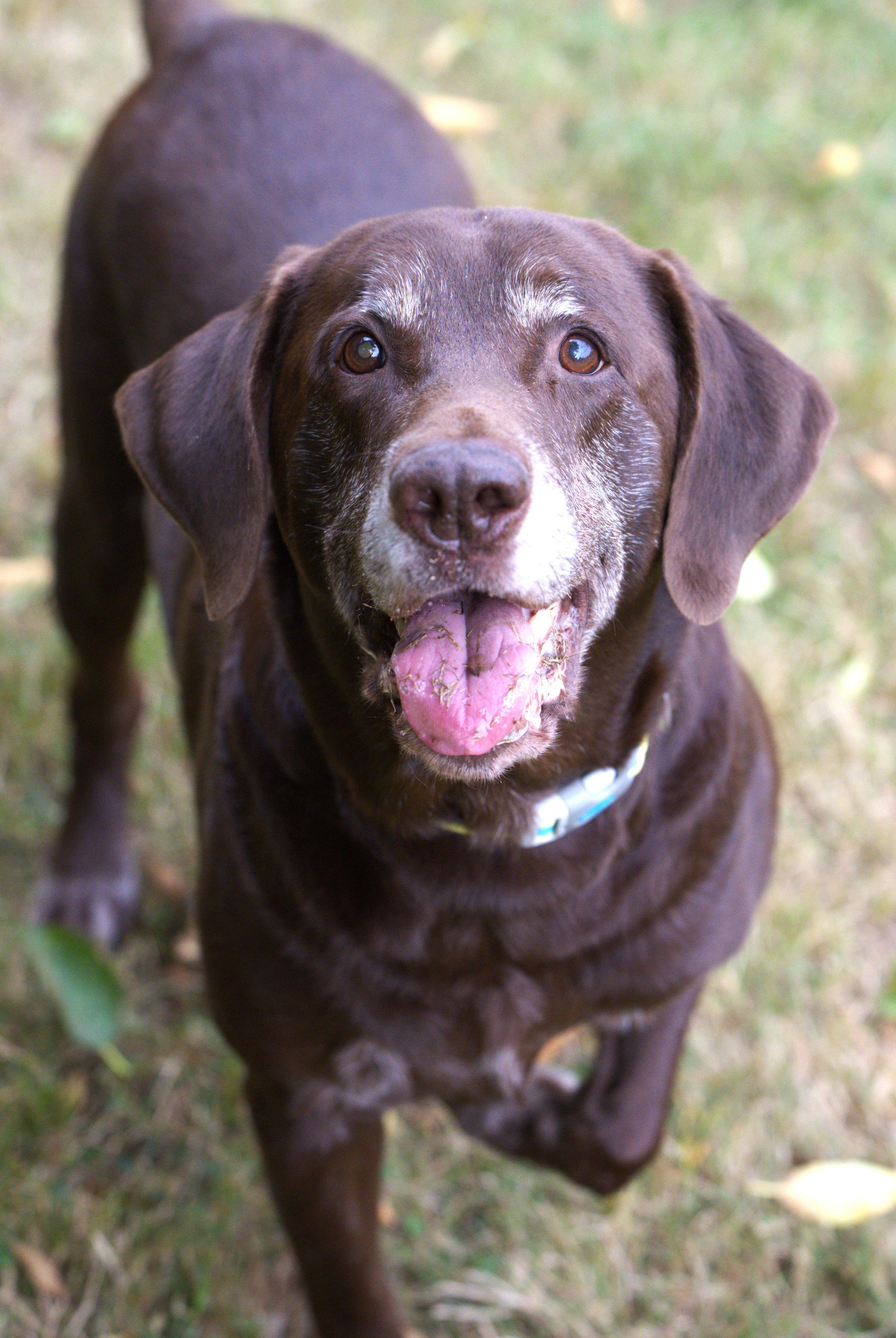 Enlarge Bosco, a Adoptable Chocolate Labrador Retriever in Hoquiam, WA image 3/5